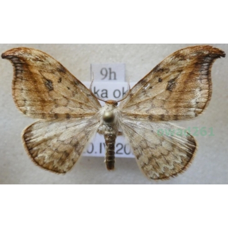 Drepana falcataria (Linnaeus, 1758) male Wycinka sierpianka Poland9h